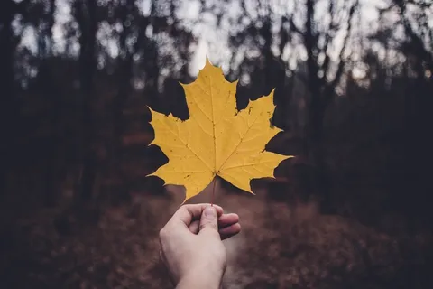 一片黄色枫叶图片 一片黄色枫叶图片