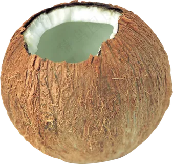 椰子免抠素材 (6)