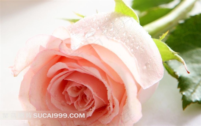 一束躺着的粉色玫瑰花