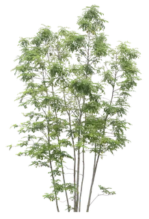 高清树木素材 免抠PSD植物素材 美术绘画园林贴图 树草灌木花草