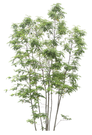 高清树木素材 免抠PSD植物素材 美术绘画园林贴图 树草灌木花草