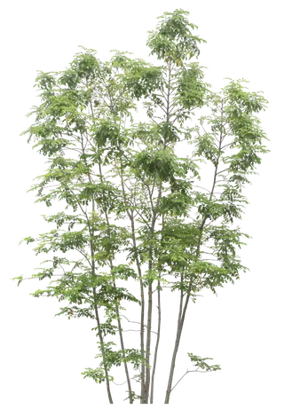 高清树木素材 免抠PSD植物素材 美术绘画园林贴图 树草灌木花草