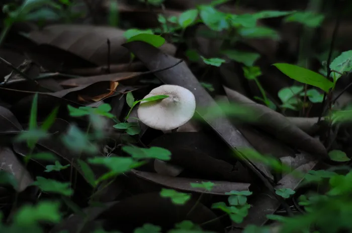 森意野蘑菇图片