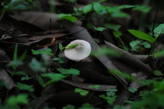 森意野蘑菇图片