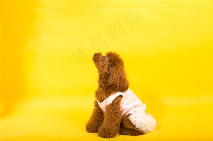 漂亮的泰迪犬素材