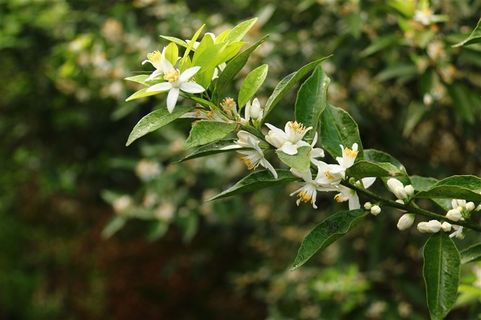 绿色的小清新柑橘树摄影