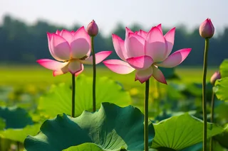 夏日池塘里的荷花摄影图 