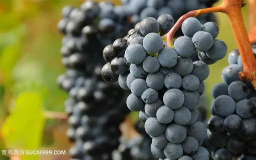 水果葡萄素材图片