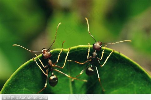 两只蚂蚁在叶片上