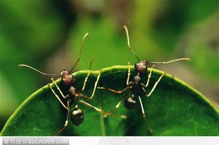 两只蚂蚁在叶片上