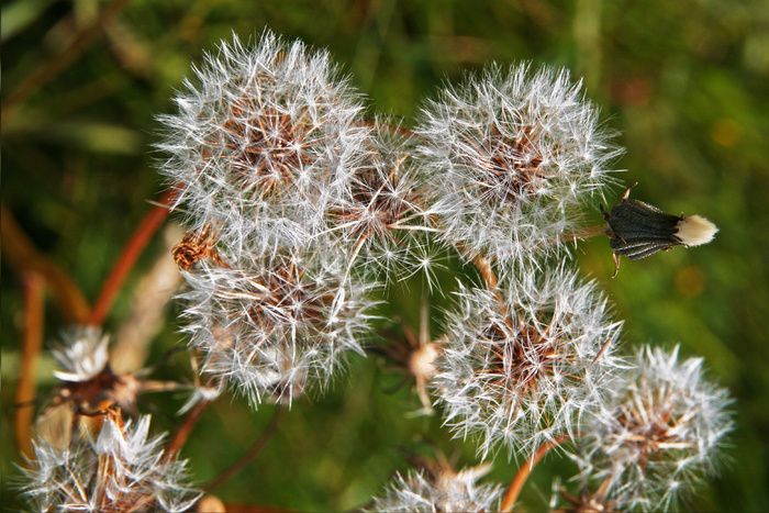 蒲公英的桌面图片