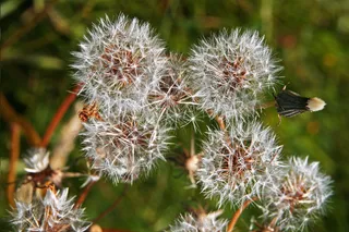 蒲公英的桌面图片