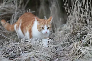 猫流浪猫野猫山猫动物猫仔设计素材小猫