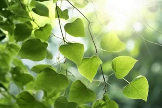 阳光从树叶洒下来光影光圈摄影背景