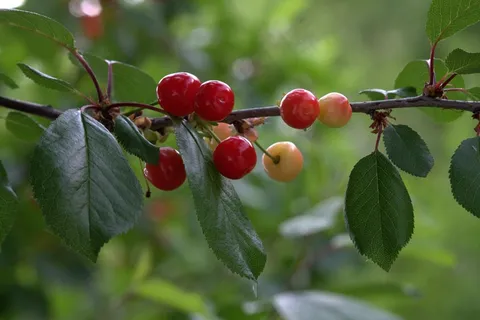 红色樱花果图片 红色樱花果图片