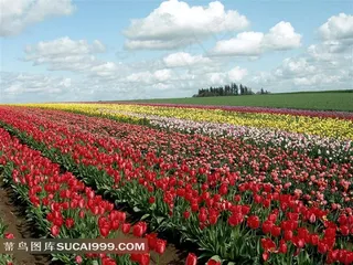 郁金香花田摄影