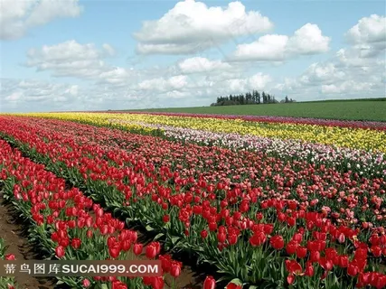 郁金香花田摄影 郁金香花田摄影