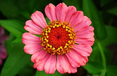 百日草鲜花微距图片 百日草鲜花微距图片