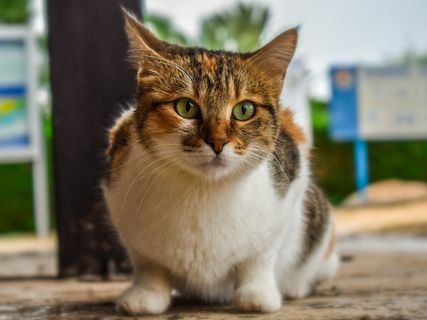 呆萌猫咪可爱图片 呆萌猫咪可爱图片