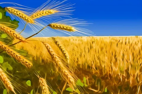 丰收金黄小麦麦穗插画海报素材背景