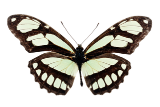 蝴蝶 彩蝶 花蝴蝶 动物 昆虫 免抠 (49)