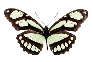 蝴蝶 彩蝶 花蝴蝶 动物 昆虫 免抠 (49)