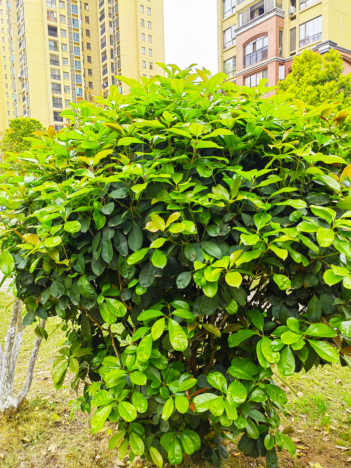 风景树黄金榕