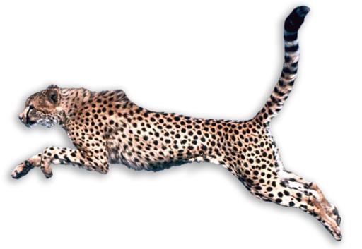猎豹免抠(580x401)