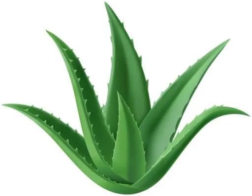 芦荟 PNG免抠(600x469)