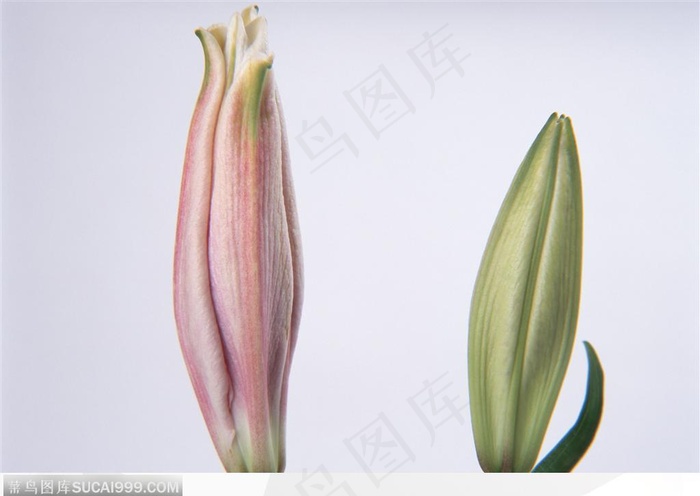 花卉特写-两朵漂亮的百合