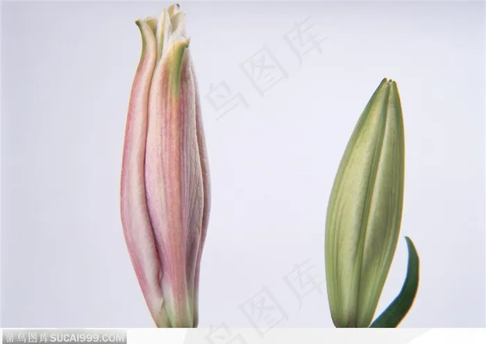 花卉特写-两朵漂亮的百合