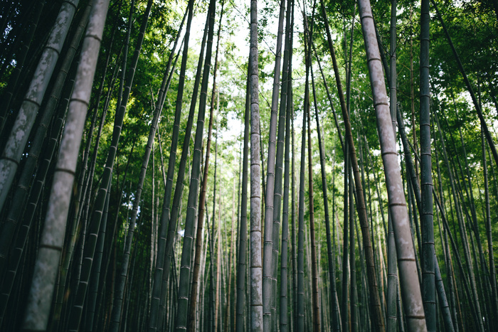 高清竹子竹林