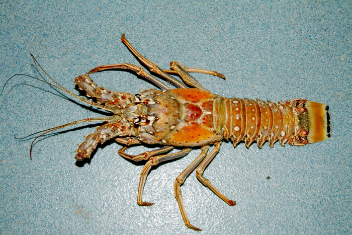 高清龙虾小龙虾