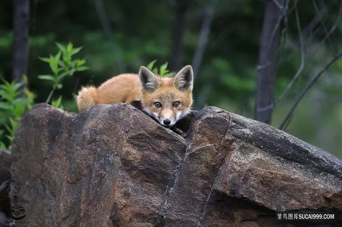大岩石上的狐狸图片
