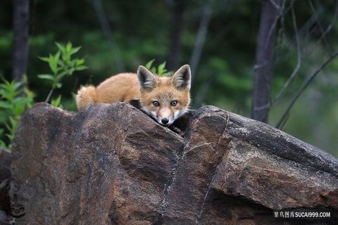 大岩石上的狐狸图片