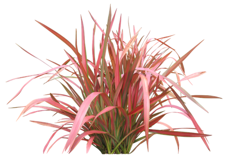 高清树木素材 免抠PSD植物素材 美术绘画园林贴图 树草灌木花草