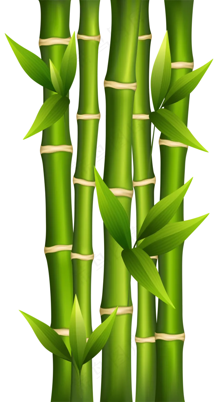 PNG 绿色竹子  