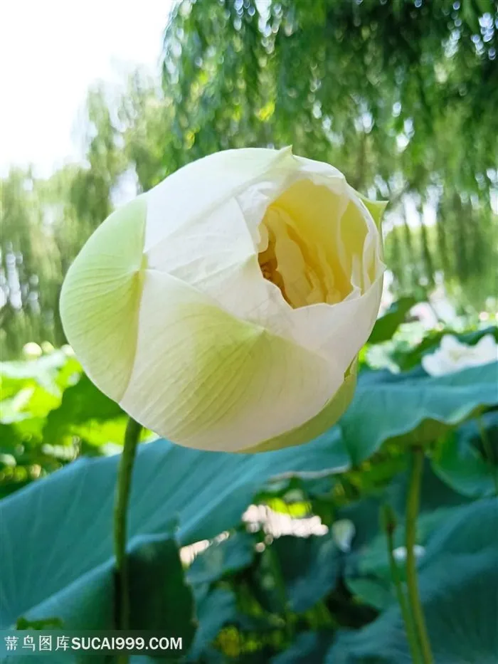夏天的荷花
