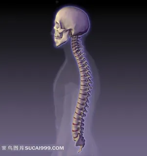 高清人体脊椎骨骼下载