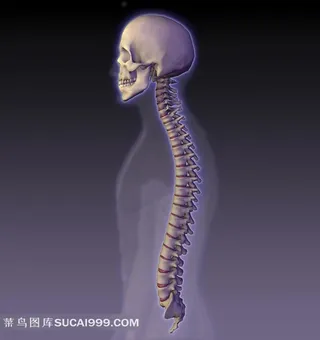 高清人体脊椎骨骼下载