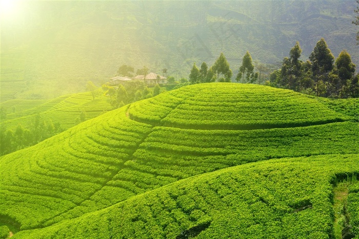 美丽的茶园景色图片