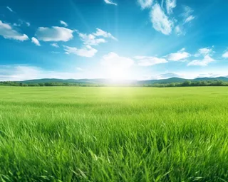 蓝天白云阳光明媚的绿油油的绿草摄影图