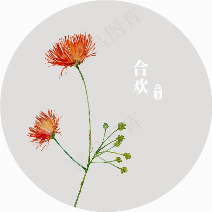 插画植物花合欢