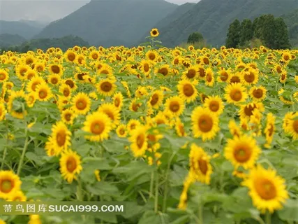 向日葵唯美鲜花素材