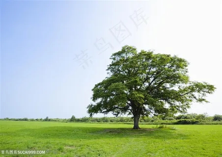草地天空-草原中的一棵树