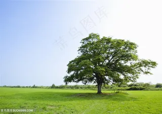 草地天空-草原中的一棵树