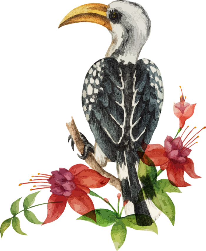 简约风手绘素描动画小鸟鸟儿免扣PNG图片素材 (9)