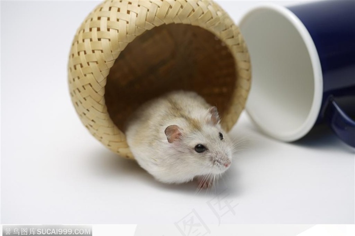 可爱老鼠-竹篮口的老鼠