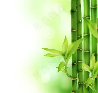 唯美的竹子图 唯美的竹子图