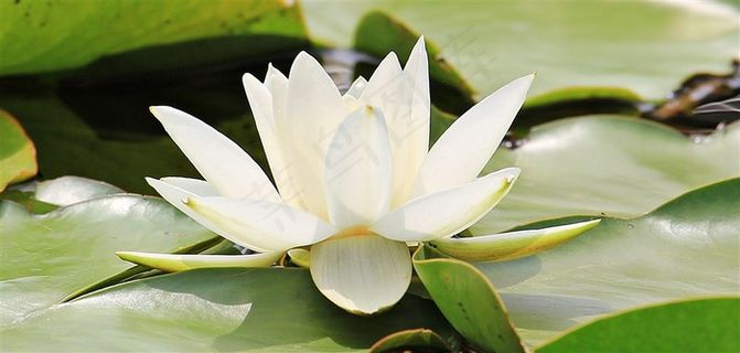 洁净的白睡莲高清摄影大图